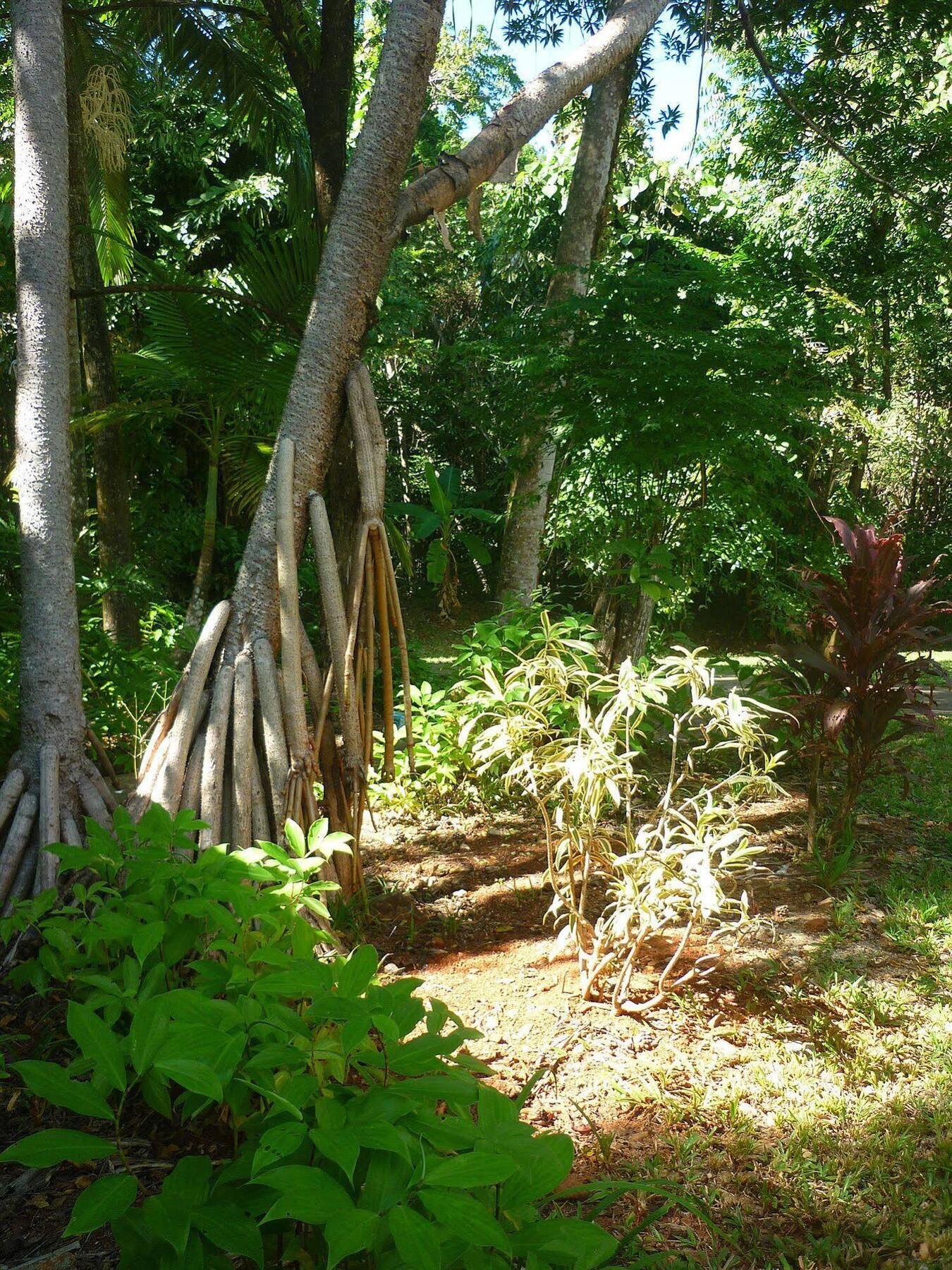Ferntree Rainforest Lodge Cape Tribulation Exterior foto